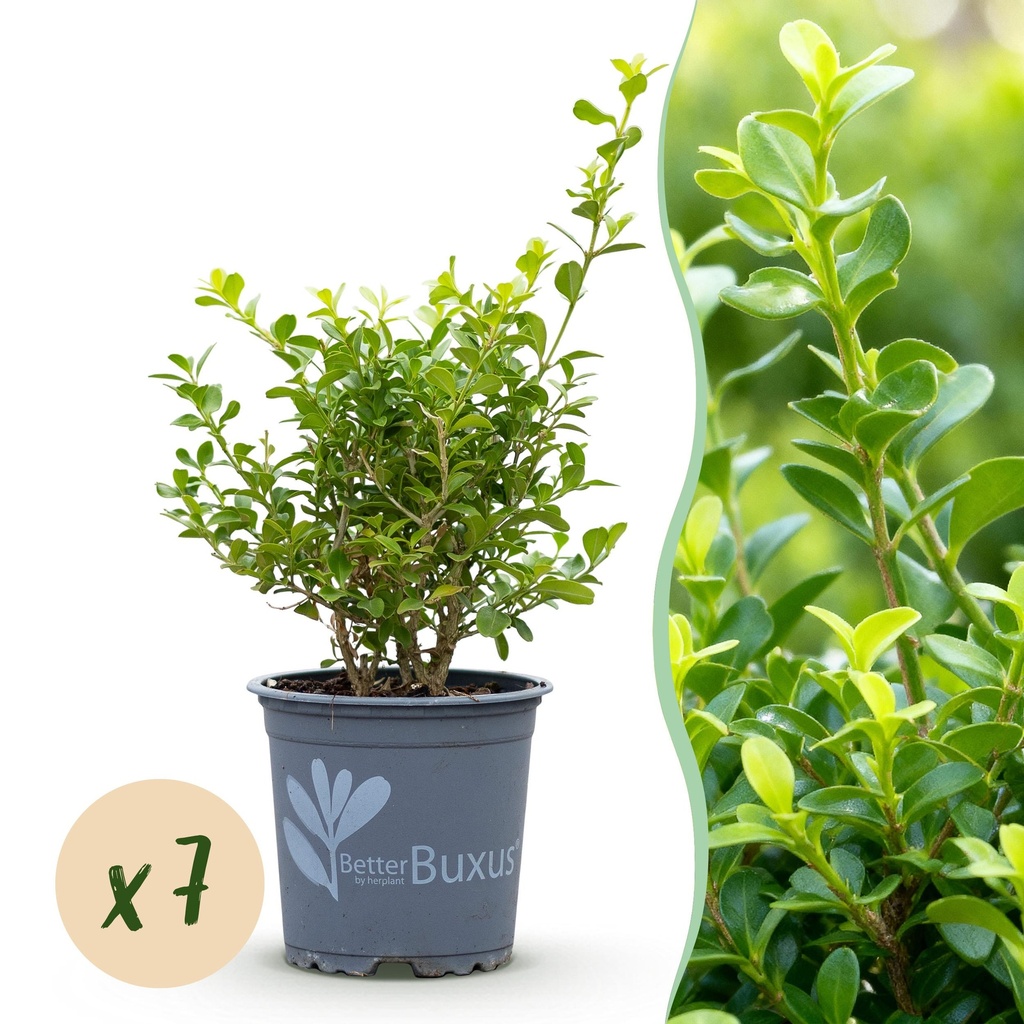 Buxus Hecke - BetterBuxus Babylon Beauty - Resistent gegen die Buxuskrankheit - 7 Pflanzen - 1 laufender Meter - Topf 10,5cm Höhe 25-30