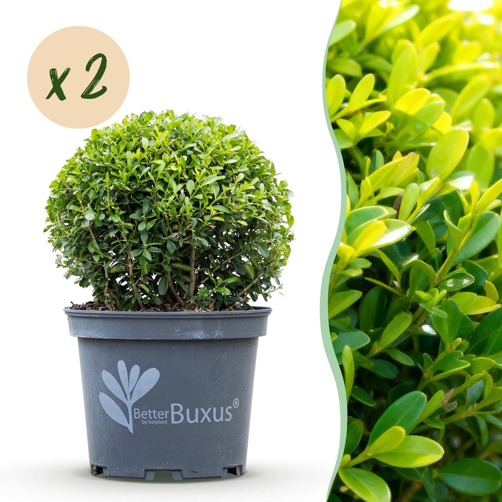 Buxus Kugel - BetterBuxus Skylight - Resistenz gegen den Buxus-Schimmel - 2 Pflanzen - Topf 23cm Kugel 25cm