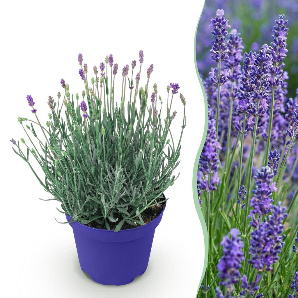 Gartenpflanze - Lavandula angustifolia Hidcote - Lavendel - Winterhart - Lila - 1 Pflanze - Topf 12cm - Höhe 15-25cm