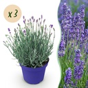 Echter Lavendel (Lavandula angustifolia) – winterharte Duftstaude, Höhe ca. 12 cm