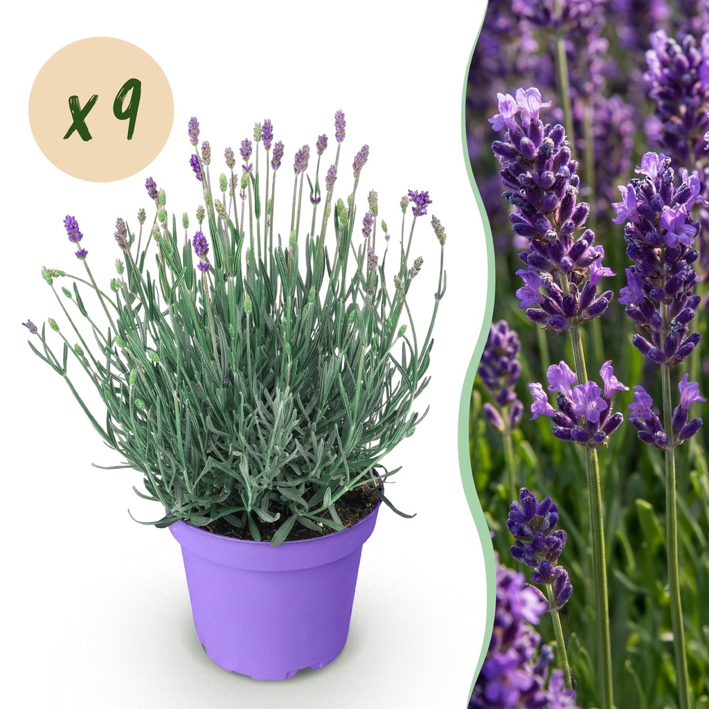 Gartenpflanze - Lavandula angustifolia Munstead - Lavendel - Winterhart - Lila - 9 Pflanzen - Topf 12cm - Höhe 15-25cm
