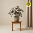 Begonia 26 cm - Kunstpflanze im Topf – UV - Künstliche Pflanze