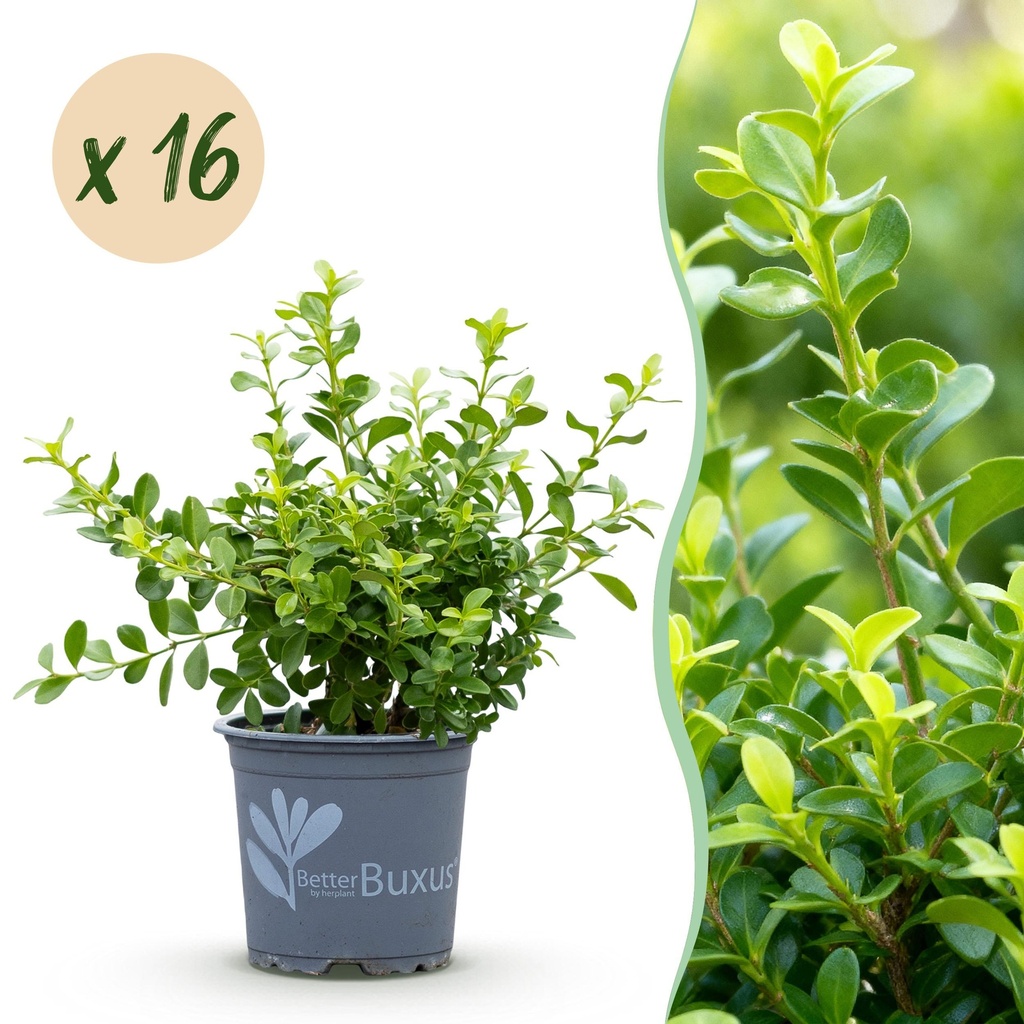 Buxus Hecke - BetterBuxus Babylon Beauty - Resistenz gegen die Buxuskrankheit - 16 Pflanzen - 2 laufender Meter - Topf 9 cm Höhe 20-25
