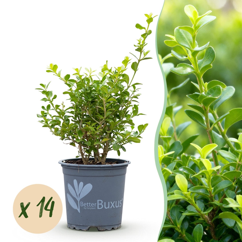 Buxus Hecke - BetterBuxus Babylon Beauty - Resistent gegen die Buxuskrankheit - 14 Pflanzen - 2 laufender Meter - Topf 10,5cm Höhe 25-30