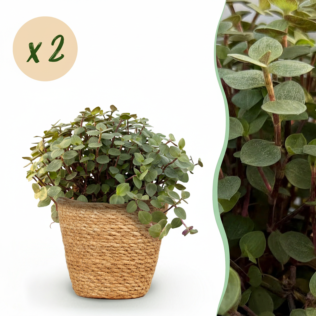 Zimmerpflanze - Calissia repens - Katzengras - Haustierfreundlich - Grün - 2 Pflanzen - mit Korb - Topf 12cm - Höhe 17-20cm