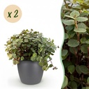 Kriechendes Schönpolster 2er-Set (Callisia repens) – pflegeleichte Zimmerpflanze, im Übertopf, Topf-Ø 12 cm, Höhe ca. 17–20 cm