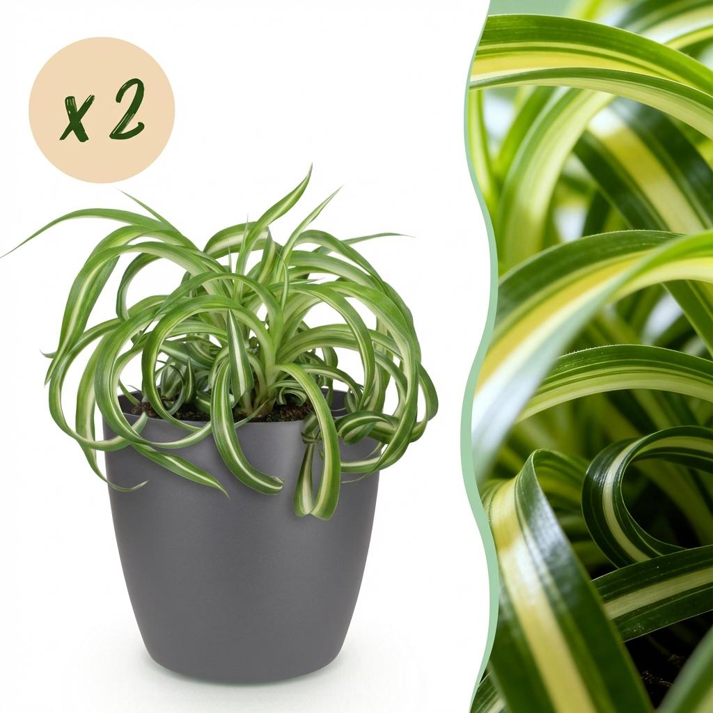 Zimmerpflanze - Chlorophytum comosum Bonnie - Lockige Graslilie - Haustierfreundliche Pflanze - Grün - 2 Pflanzen - mit Potter Grau - Topf 12cm - Höhe 20cm