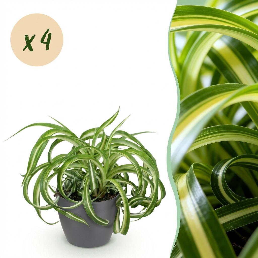 Zimmerpflanze - Chlorophytum comosum Bonnie - Lockige Graslilie - Haustierfreundliche Pflanze - Grün - 4 Pflanzen - mit Potter Grau - Topf 12cm - Höhe 20cm