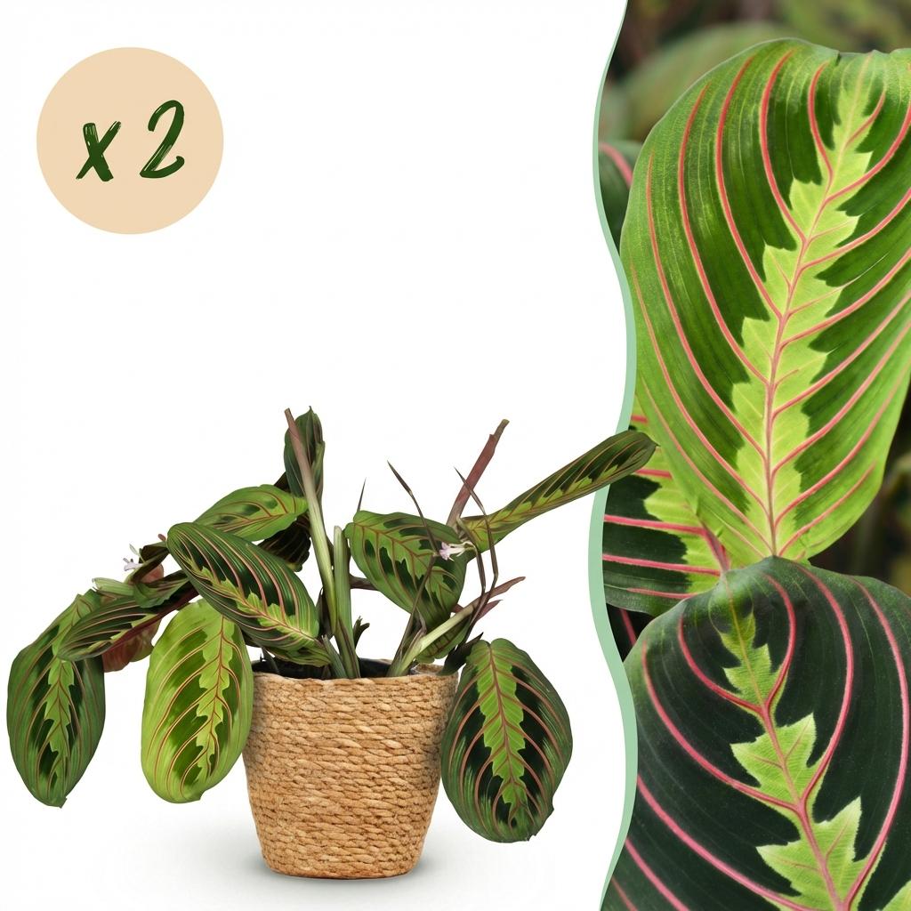 Zimmerpflanze - Maranta Fascinator Tricolour - Gebetsblatt - Haustierfreundliche Pflanze - Grün - 2 Pflanzen - mit Korb - Topf 12cm - Höhe 25cm