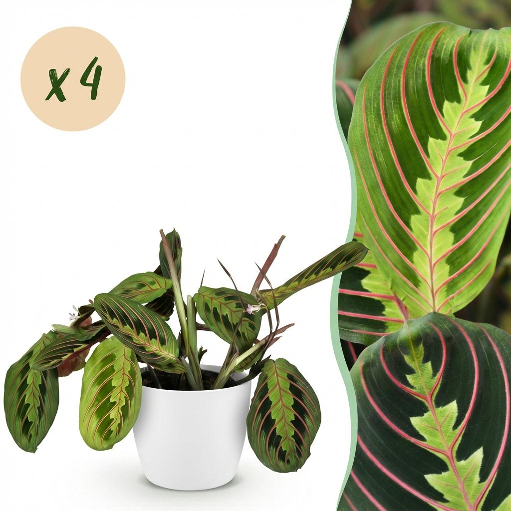 Zimmerpflanze - Maranta Fascinator Tricolour - Gebetsblatt - Haustierfreundliche Pflanze - Grün - 4 Pflanzen - mit Potter Weiß - Topf 12cm - Höhe 25cm