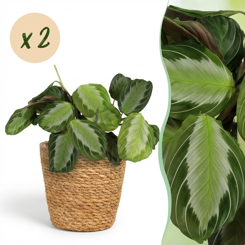 Zimmerpflanze - Maranta Fascinator Silverband - Gebetspflanze - Haustierfreundliche Pflanze - Grün - 2 Pflanzen - mit Korb - Topf 12cm - Höhe 25cm