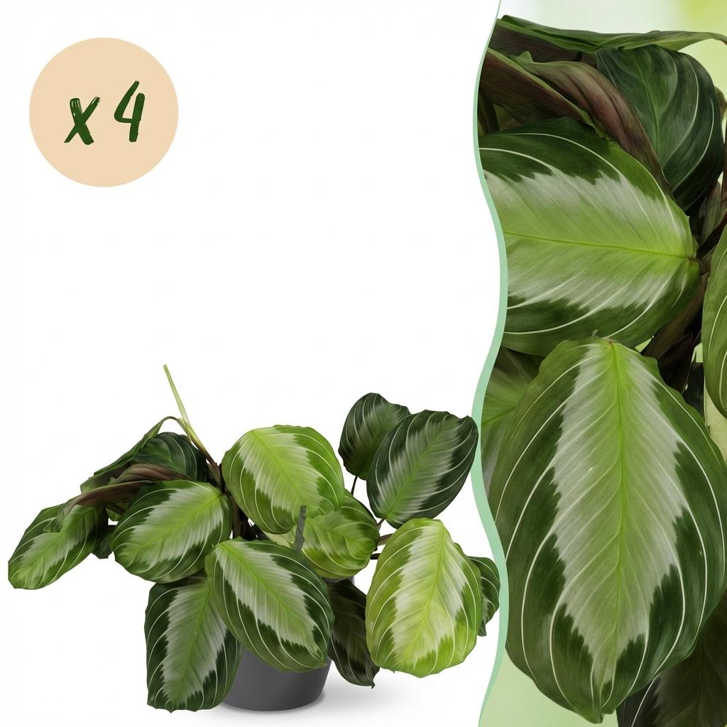 Zimmerpflanze - Maranta Fascinator Silverband - Gebetspflanze - Haustierfreundliche Pflanze - Grün - 4 Pflanzen - mit Potter Grau - Topf 12cm - Höhe 25cm