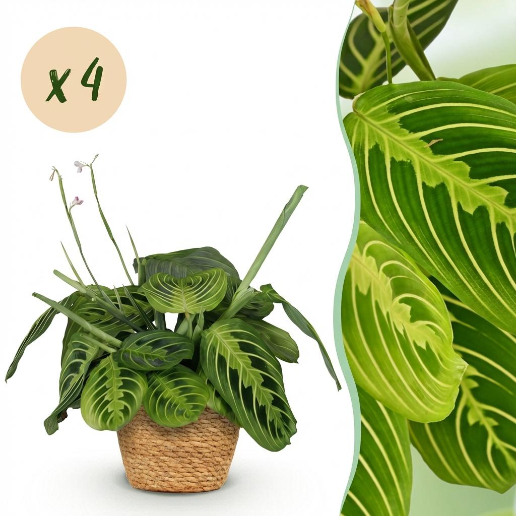 Zimmerpflanze - Maranta Fascinator Lemon Lime - Gebetspflanze - Haustierfreundliche Pflanze - Grün - 4 Pflanzen - mit Korb - Topf 12cm - Höhe 25cm