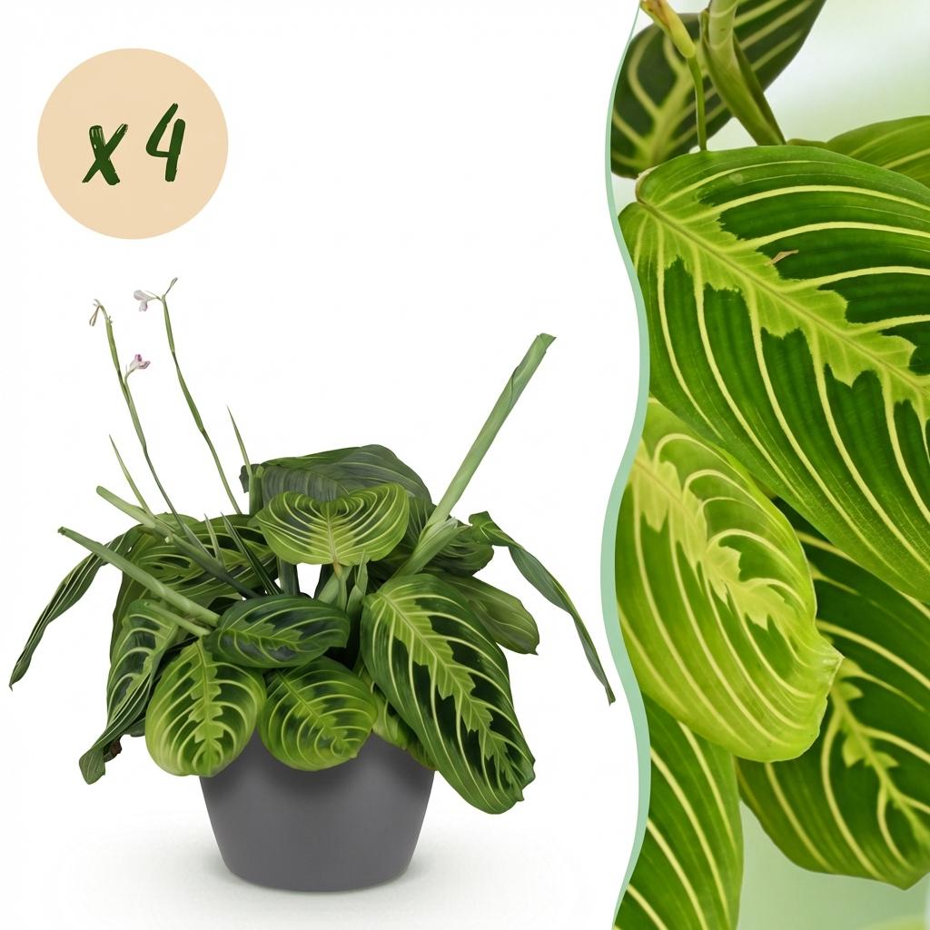 Zimmerpflanze - Maranta Fascinator Lemon Lime - Gebetspflanze - Haustierfreundliche Pflanze - Grün - 4 Pflanzen - mit Potter Grau - Topf 12cm - Höhe 25cm