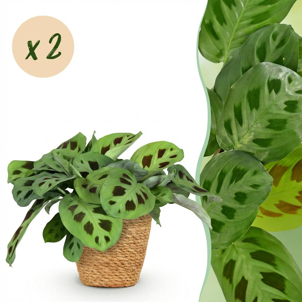 Zimmerpflanze - Maranta Fascinator Kerchoveana - Zebrapflanze - Haustierfreundliche Pflanze - Grün - 2 Pflanzen - mit Korb - Topf 12cm - Höhe 25cm