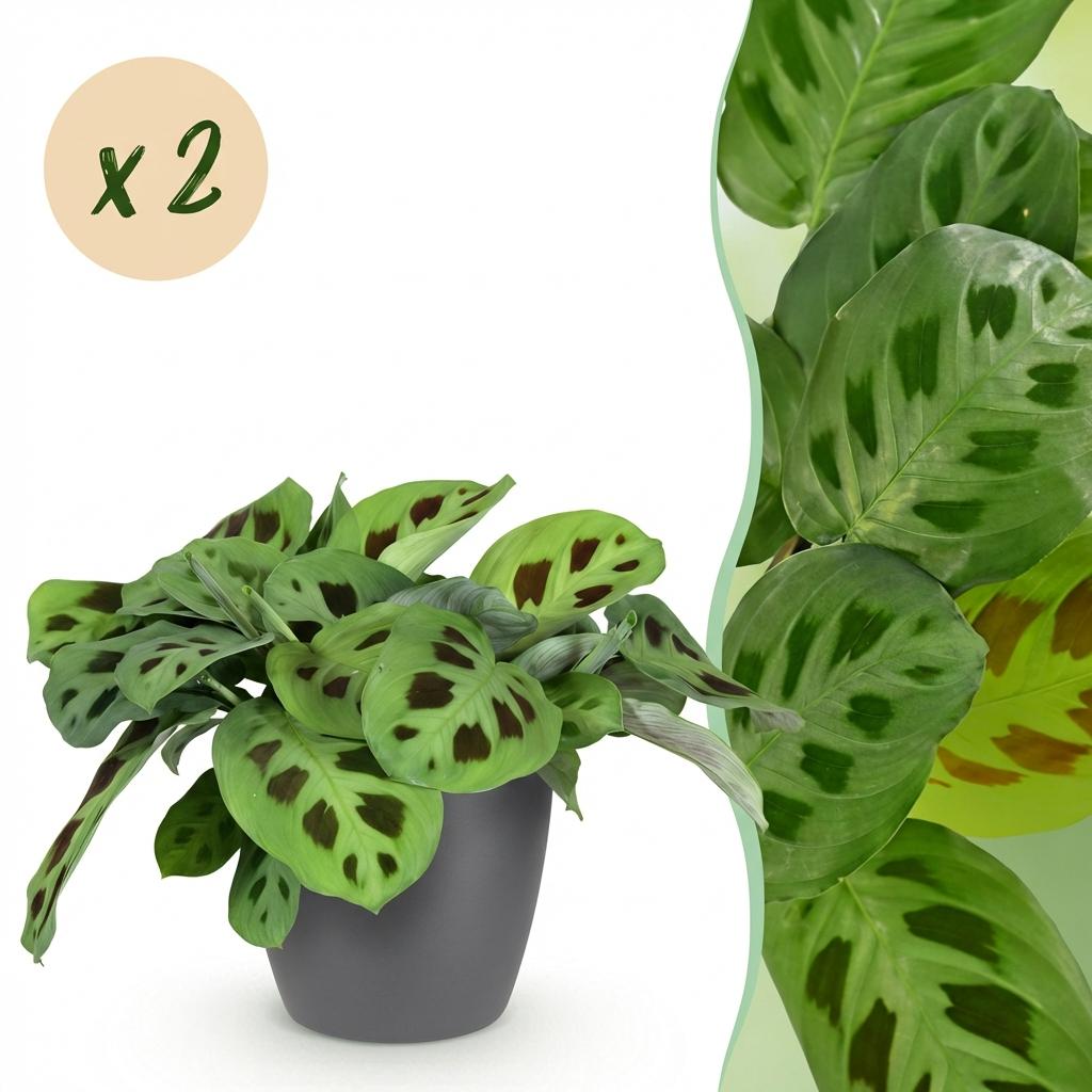 Zimmerpflanze - Maranta Fascinator Kerchoveana - Zebrapflanze - Haustierfreundliche Pflanze - Grün - 2 Pflanzen - mit Potter Grau - Topf 12cm - Höhe 25cm