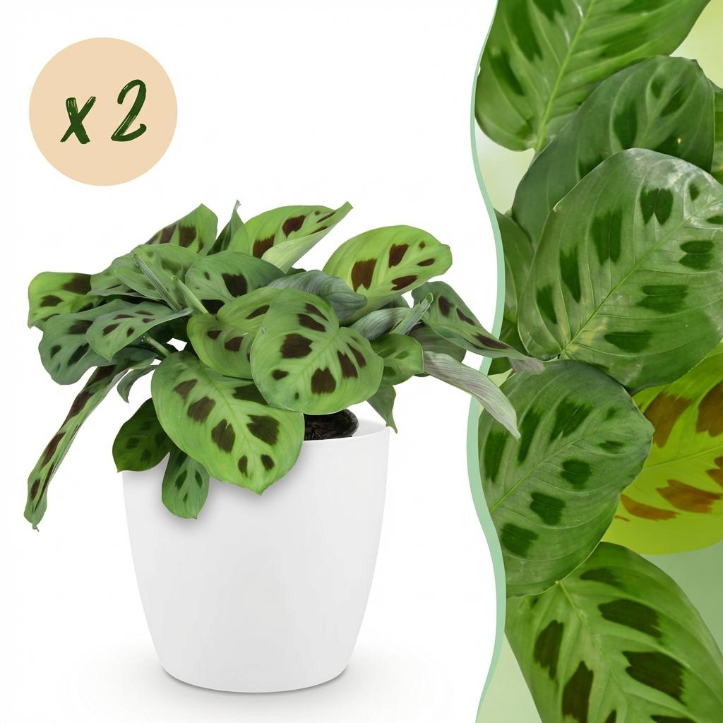 Zimmerpflanze - Maranta Fascinator Kerchoveana - Zebrapflanze - Haustierfreundliche Pflanze - Grün - 2 Pflanzen - mit Potter Weiß - Topf 12cm - Höhe 25cm