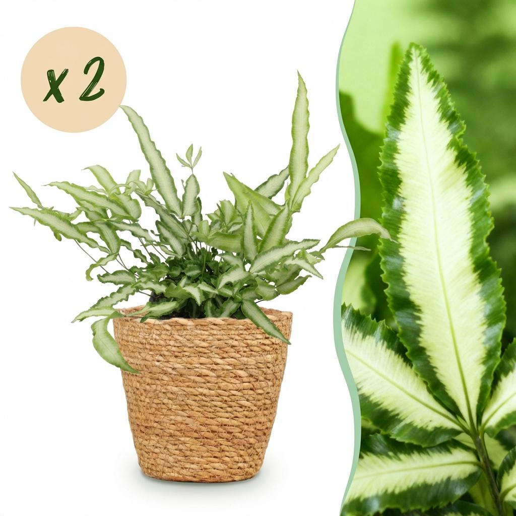 Zimmerpflanze - Pteris cretica Albolineata - Schwertfarn - Haustierfreundliche Pflanze - Grün - 2 Pflanzen - mit Korb - Topf 12cm - Höhe 20cm