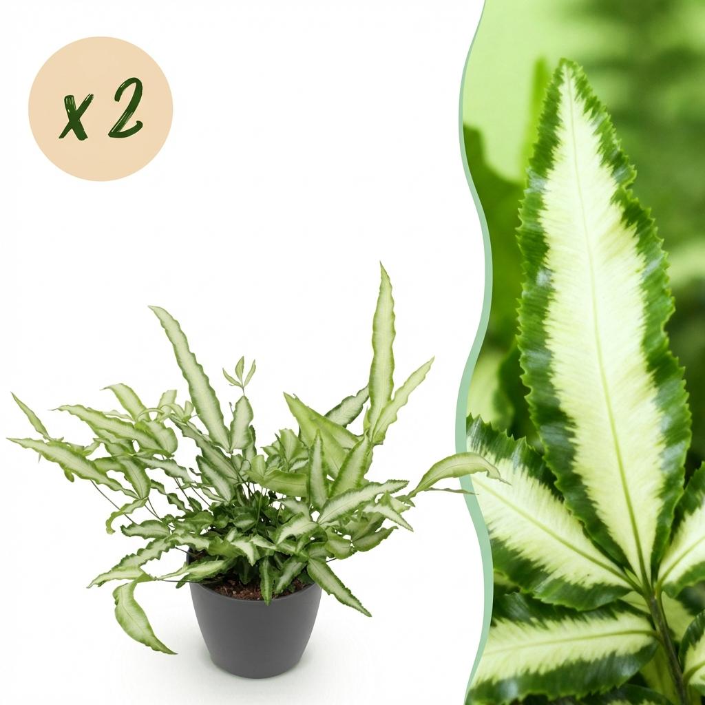 Zimmerpflanze - Pteris cretica Albolineata - Schwertfarn - Haustierfreundliche Pflanze - Grün - 2 Pflanzen - mit Potter Grau - Topf 12cm - Höhe 20cm