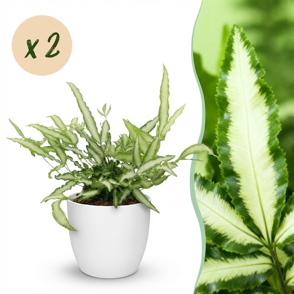 Zimmerpflanze - Pteris cretica Albolineata - Schwertfarn - Haustierfreundliche Pflanze - Grün - 2 Pflanzen - mit Potter Weiß - Topf 12cm - Höhe 20cm