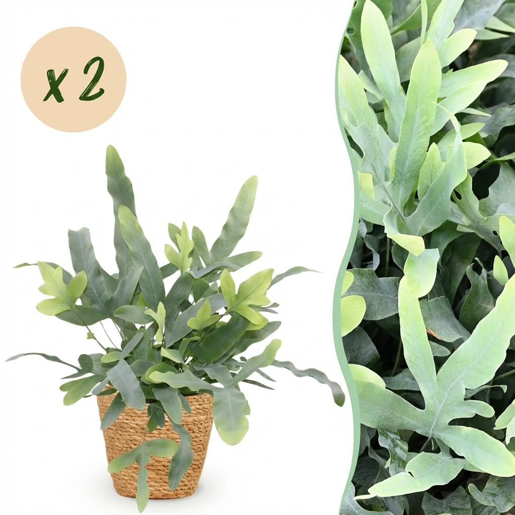 Zimmerpflanze - Phlebodium aureum Blue Star - Blaue Farn - Haustierfreundliche Pflanze - Blau - 2 Pflanzen - mit Korb - Topf 12cm - Höhe 25cm