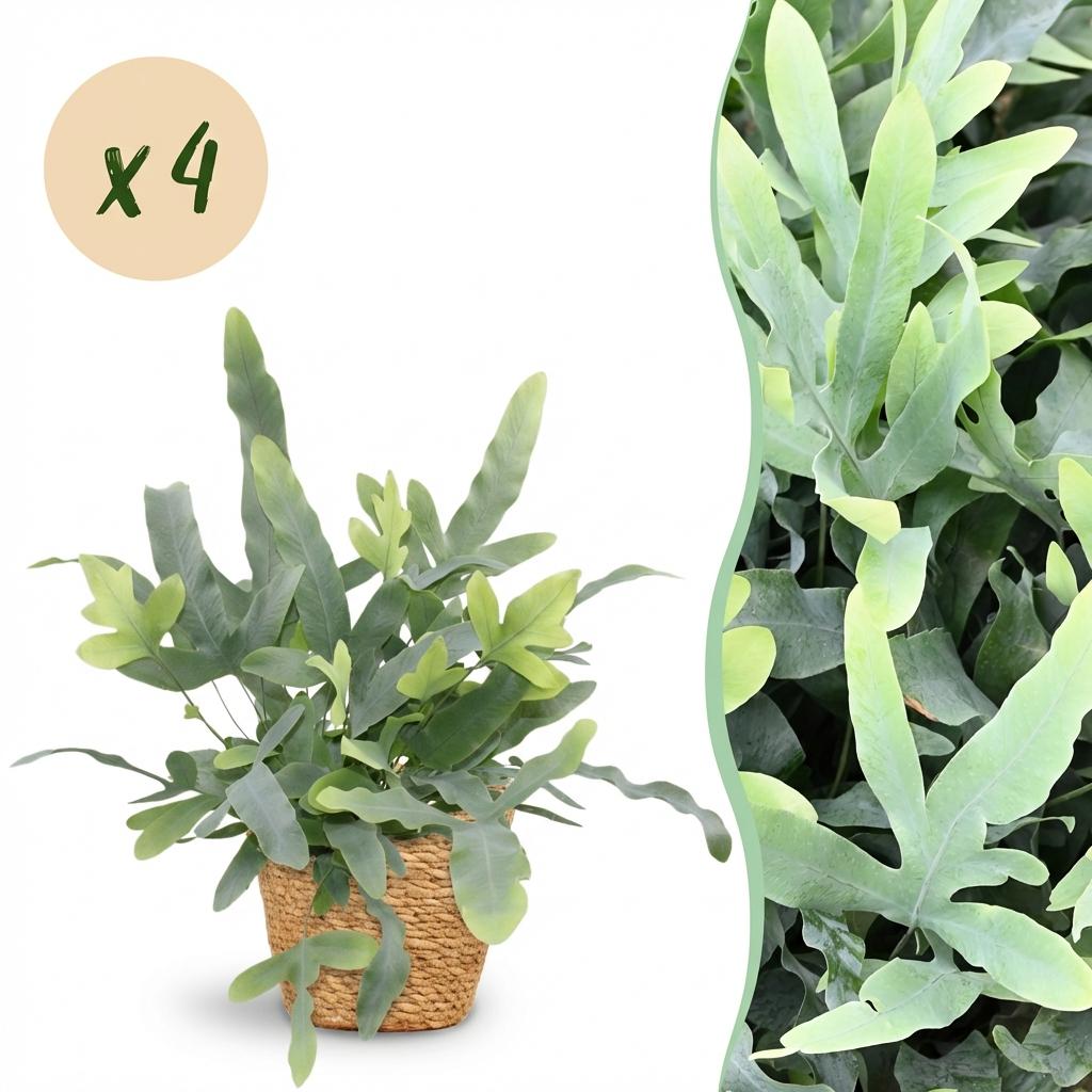 Zimmerpflanze - Phlebodium aureum Blue Star - Blaue Farn - Haustierfreundliche Pflanze - Blau - 4 Pflanzen - mit Korb - Topf 12cm - Höhe 25cm