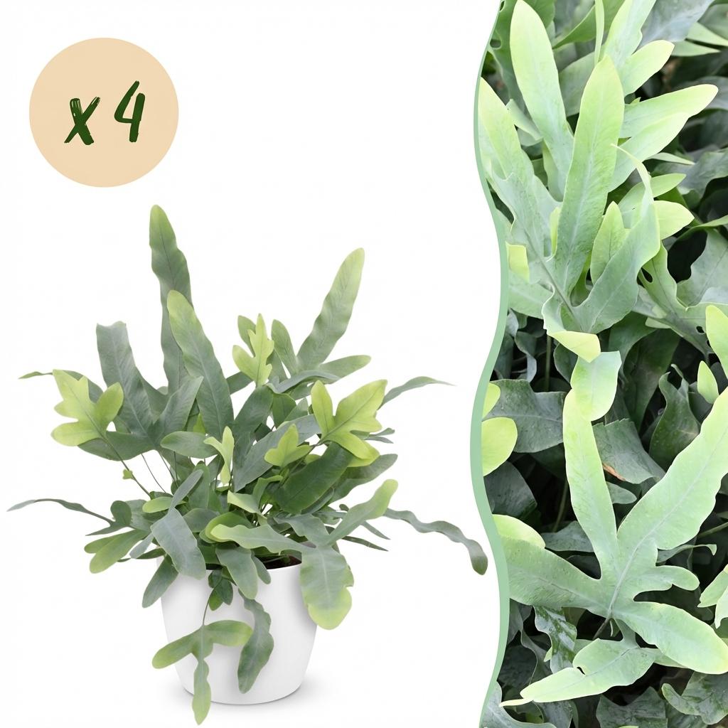 Zimmerpflanze - Phlebodium aureum Blue Star - Blaue Farn - Haustierfreundliche Pflanze - Blau - 4 Pflanzen - mit Potter Weiß - Topf 12cm - Höhe 25cm