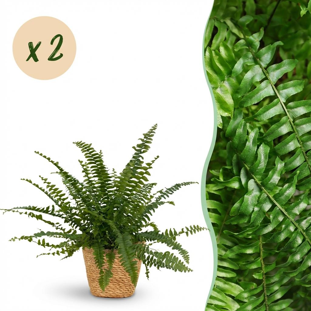 Zimmerpflanze - Nephrolepsis exaltata Green Lady - Farn - Haustierfreundliche Pflanze - Grün - 2 Pflanzen - mit Korb - Topf 12cm - Höhe 25cm