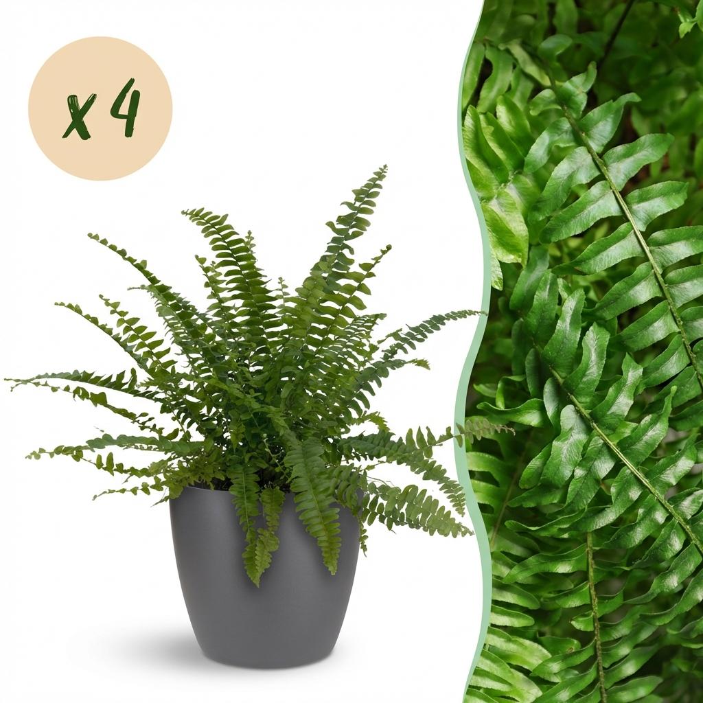 Zimmerpflanze - Nephrolepsis exaltata Green Lady - Farn - Haustierfreundliche Pflanze - Grün - 4 Pflanzen - mit Potter Grau - Topf 12cm - Höhe 25cm