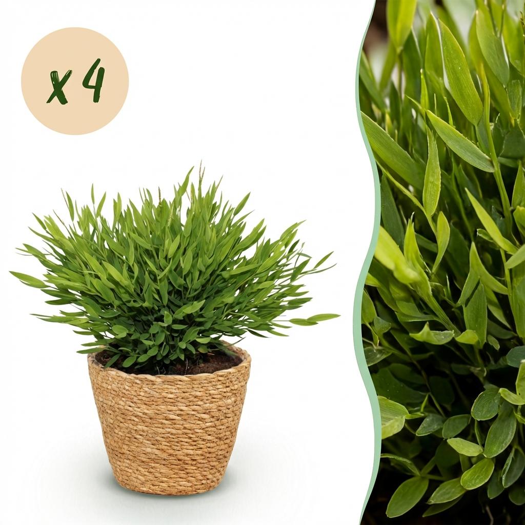 Zimmerpflanze - Bamusa Pogonatherum Monica - Bambusgras - Haustierfreundliche Pflanze - Grün - 4 Pflanzen - mit Korb - Topf 12cm - Höhe 20cm