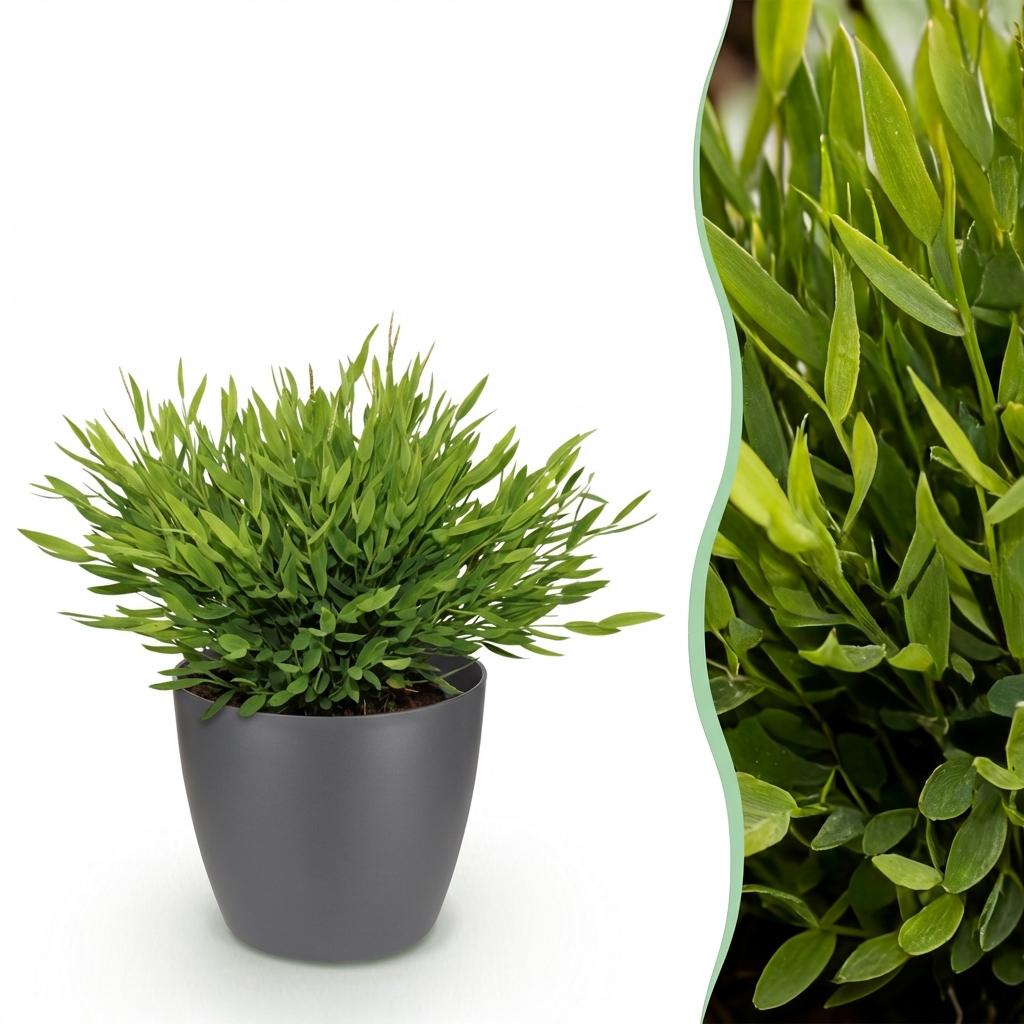 Zimmerpflanze - Bamusa Pogonatherum Monica - Bambusgras - Haustierfreundliche Pflanze - Grün - 1 Pflanze - mit Potter Grau - Topf 12cm - Höhe 20cm