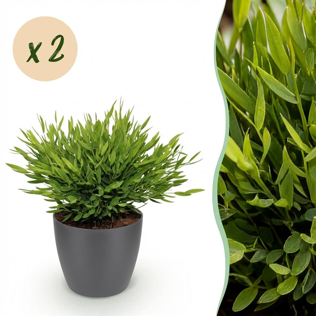 Zimmerpflanze - Bamusa Pogonatherum Monica - Bambusgras - Haustierfreundliche Pflanze - Grün - 2 Pflanzen - mit Potter Grau - Topf 12cm - Höhe 20cm