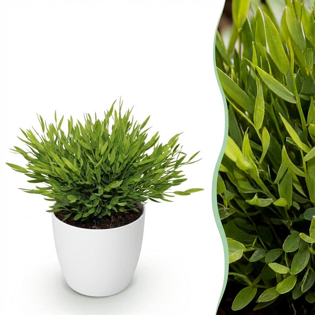 Zimmerpflanze - Bamusa Pogonatherum Monica - Bambusgras - Haustierfreundliche Pflanze - Grün - 1 Pflanze - mit Potter Weiß - Topf 12cm - Höhe 20cm