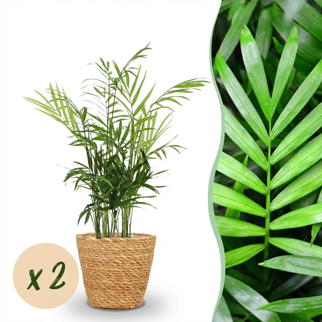 Zimmerpflanze - Chamaedorea elegans - Goldpalme - Haustierfreundliche Pflanze - Grün - 2 Pflanzen - mit Korb - Topf 12cm - Höhe 15cm