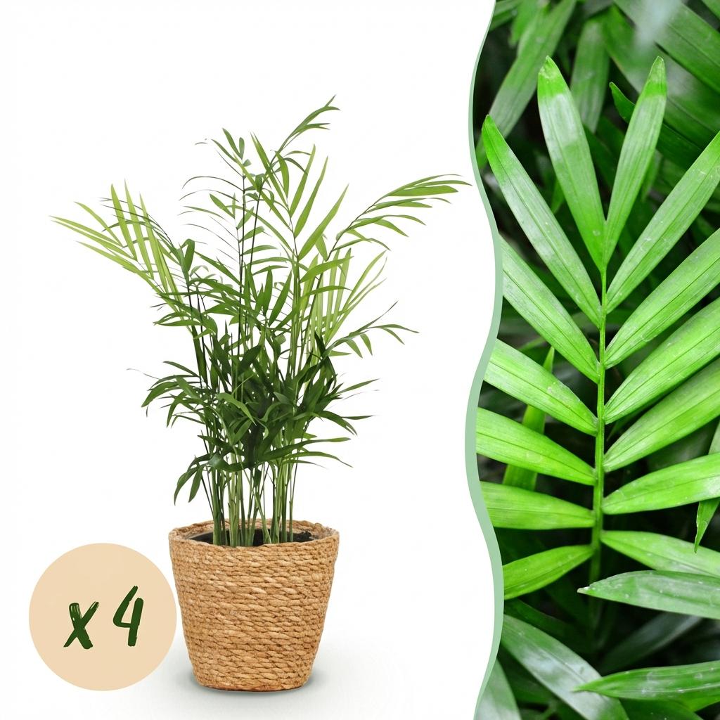 Zimmerpflanze - Chamaedorea elegans - Goldpalme - Haustierfreundliche Pflanze - Grün - 4 Pflanzen - mit Korb - Topf 12cm - Höhe 15cm