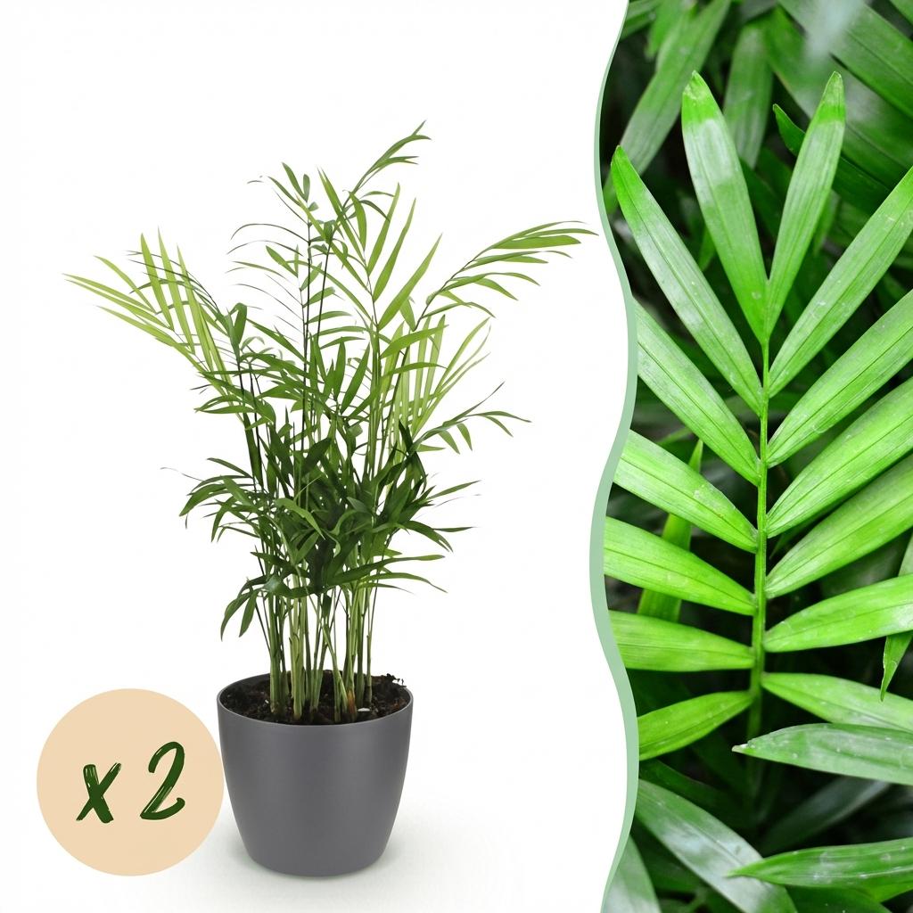 Zimmerpflanze - Chamaedorea elegans - Goldpalme - Haustierfreundliche Pflanze - Grün - 2 Pflanzen - mit Potter Grau - Topf 12cm - Höhe 15cm