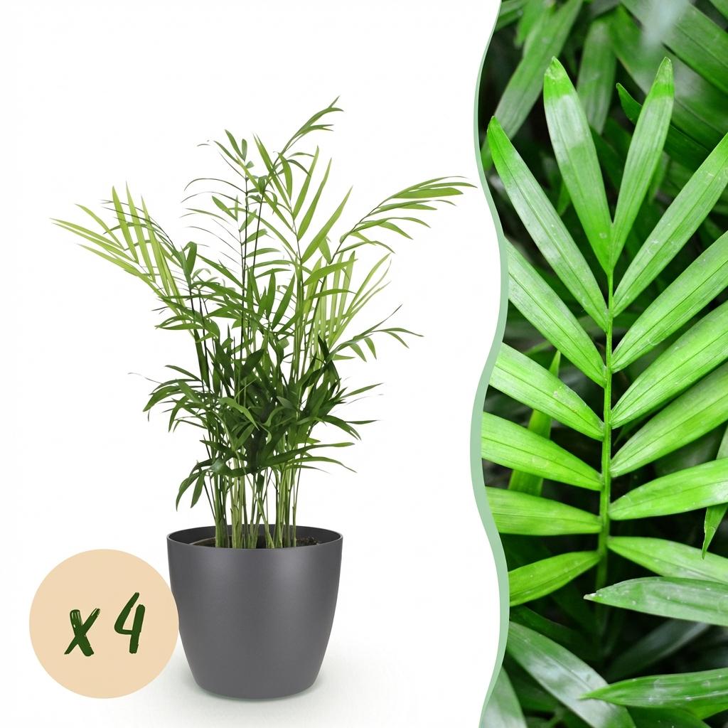 Zimmerpflanze - Chamaedorea elegans - Goldpalme - Haustierfreundliche Pflanze - Grün - 4 Pflanzen - mit Potter Grau - Topf 12cm - Höhe 15cm