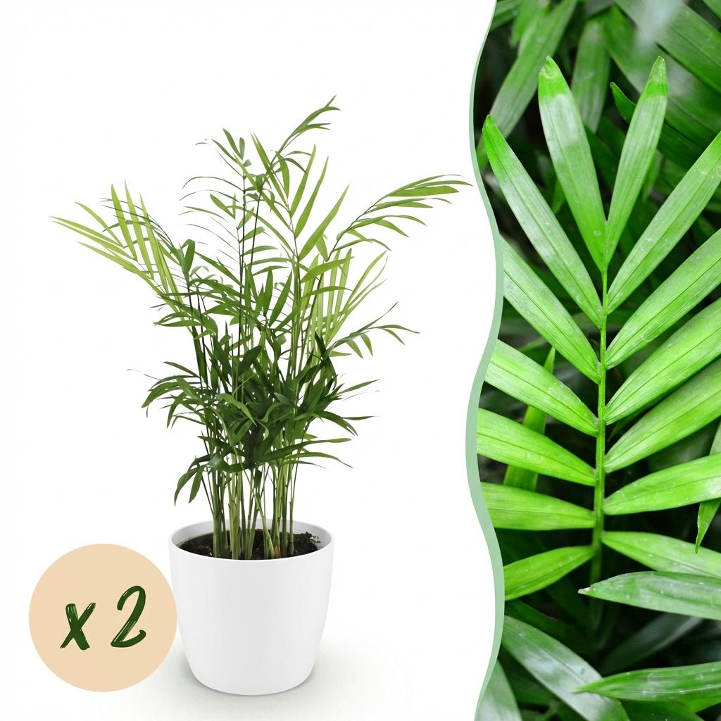 Zimmerpflanze - Chamaedorea elegans - Goldpalme - Haustierfreundliche Pflanze - Grün - 2 Pflanzen - mit Potter Weiß - Topf 12cm - Höhe 15cm