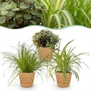 Zimmerpflanze - Cyperus - Calissia - Chlorophytum - Mix aus 3 - Haustierfreundliche Pflanzen - Grün - 3 Pflanzen - mit Korb - Topf 12cm - Höhe 20cm