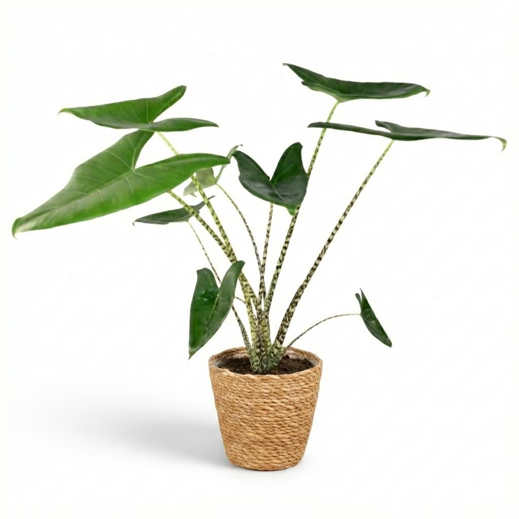 Zimmerpflanze - Elefantenohr - Alocasia Zebrina - Grün - Pflegeleicht - 1 Pflanze - inkl. Korb - Topf 21 cm - Höhe 70 - 75 cm