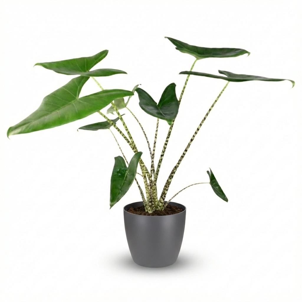 Zimmerpflanze - Elefantenohr - Alocasia Zebrina - Grün - Pflegeleicht - 1 Pflanze - mit Potter Grau - Topf 21 cm - Höhe 70 - 75 cm