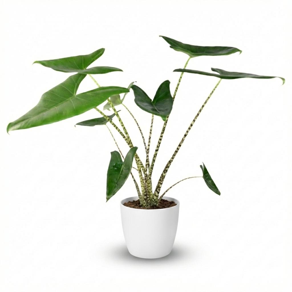 Zimmerpflanze - Elefantenohr - Alocasia Zebrina - Grün - Pflegeleicht - 1 Pflanze - Topf 21 cm - Höhe 70 - 75 cm