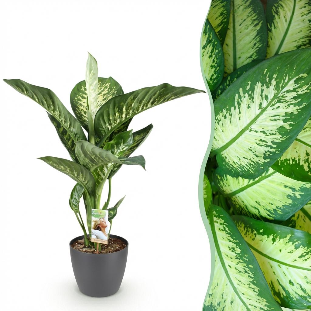Zimmerpflanzen - Diefenbachia Tropic Snow - Dieffenbachia - Wenig Pflege - mit Potter Grau - Bunt - 1 Pflanze - mit Potter Grau - Topf 21cm - Höhe 90-100cm