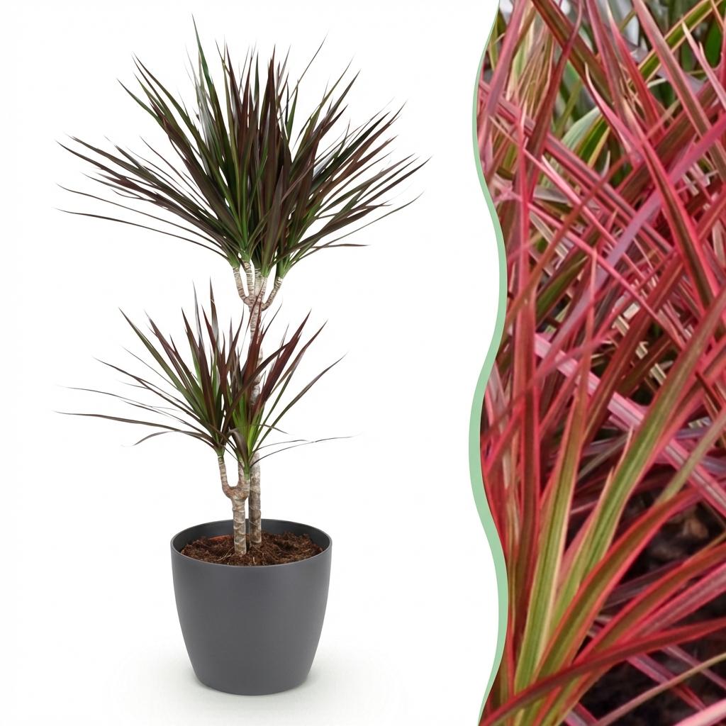 Zimmerpflanzen - Dracaena Magenta - Drachenblutbaum - Wenig Pflege - mit Potter Grau - Rot - 1 Pflanze - mit Potter Grau - Topf 21cm - Höhe 90-100cm