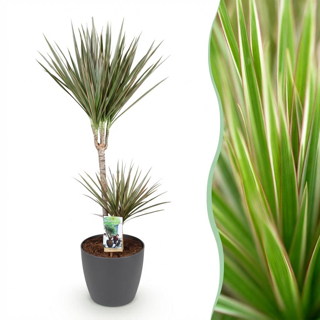 Zimmerpflanzen - Dracaena Marginata Bicolor - Drachenbaum - Pflegeleicht - Grün - Braun - 1 Pflanze - mit Potter Grau - Topf 21cm - Höhe 90-100cm