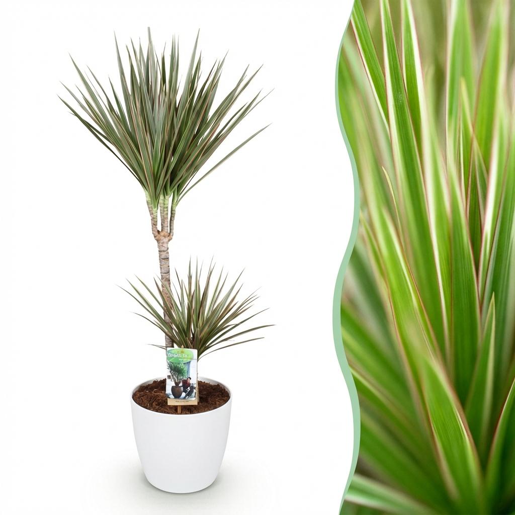 Zimmerpflanzen - Dracaena Marginata Bicolor - Drachenbaum - Pflegeleicht - Grün - Braun - 1 Pflanze - mit Potter Weiß - Topf 21cm - Höhe 90-100cm
