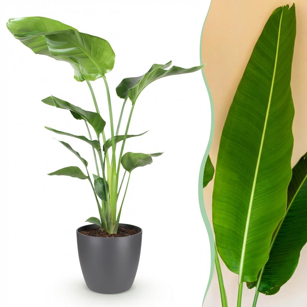 Zimmerpflanzen - Strelitzia Nicolai - Paradiesvogelblume - Geringer Pflegeaufwand - Grün - 1 Pflanze - mit Potter Grau - Topf 21cm - Höhe 110-120cm