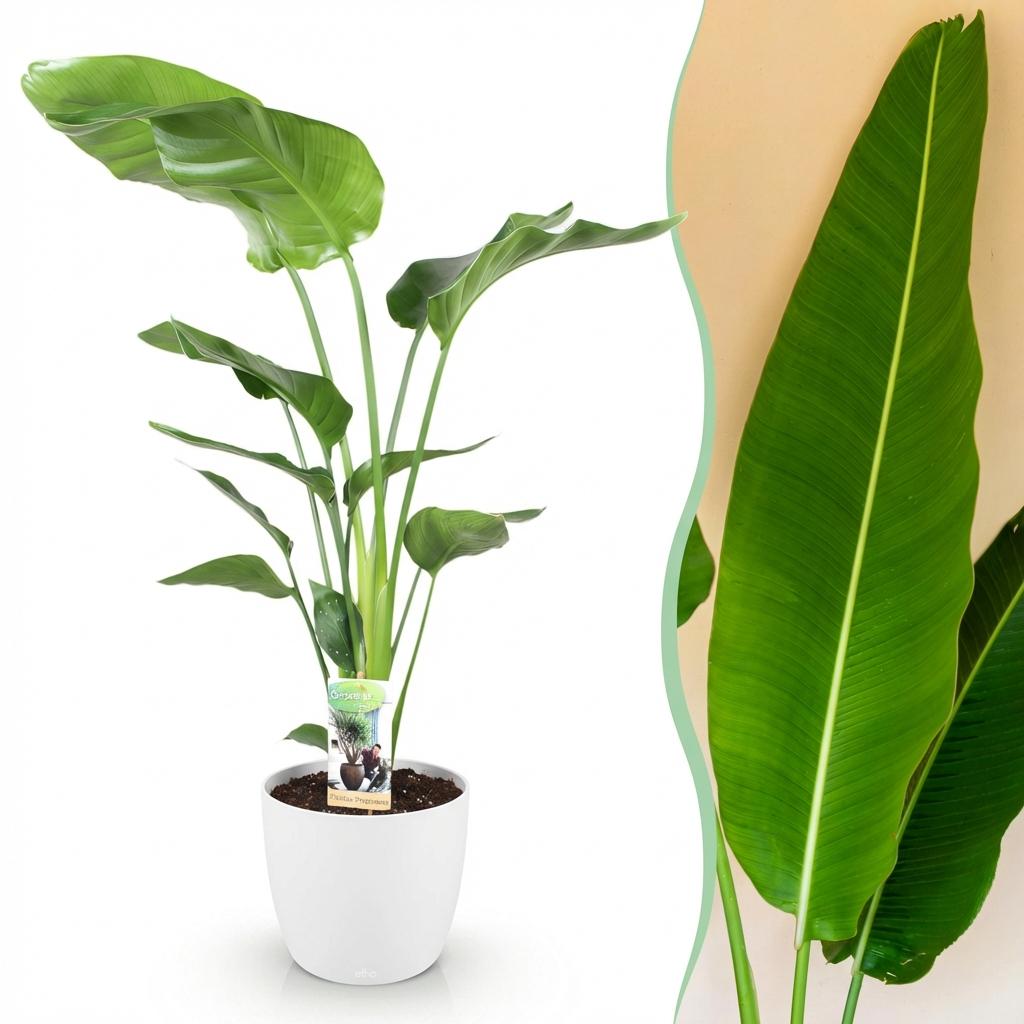 Zimmerpflanzen - Strelitzia Nicolai - Paradiesvogelblume - Geringer Pflegeaufwand - Grün - 1 Pflanze - mit Potter Weiß - Topf 21cm - Höhe 110-120cm