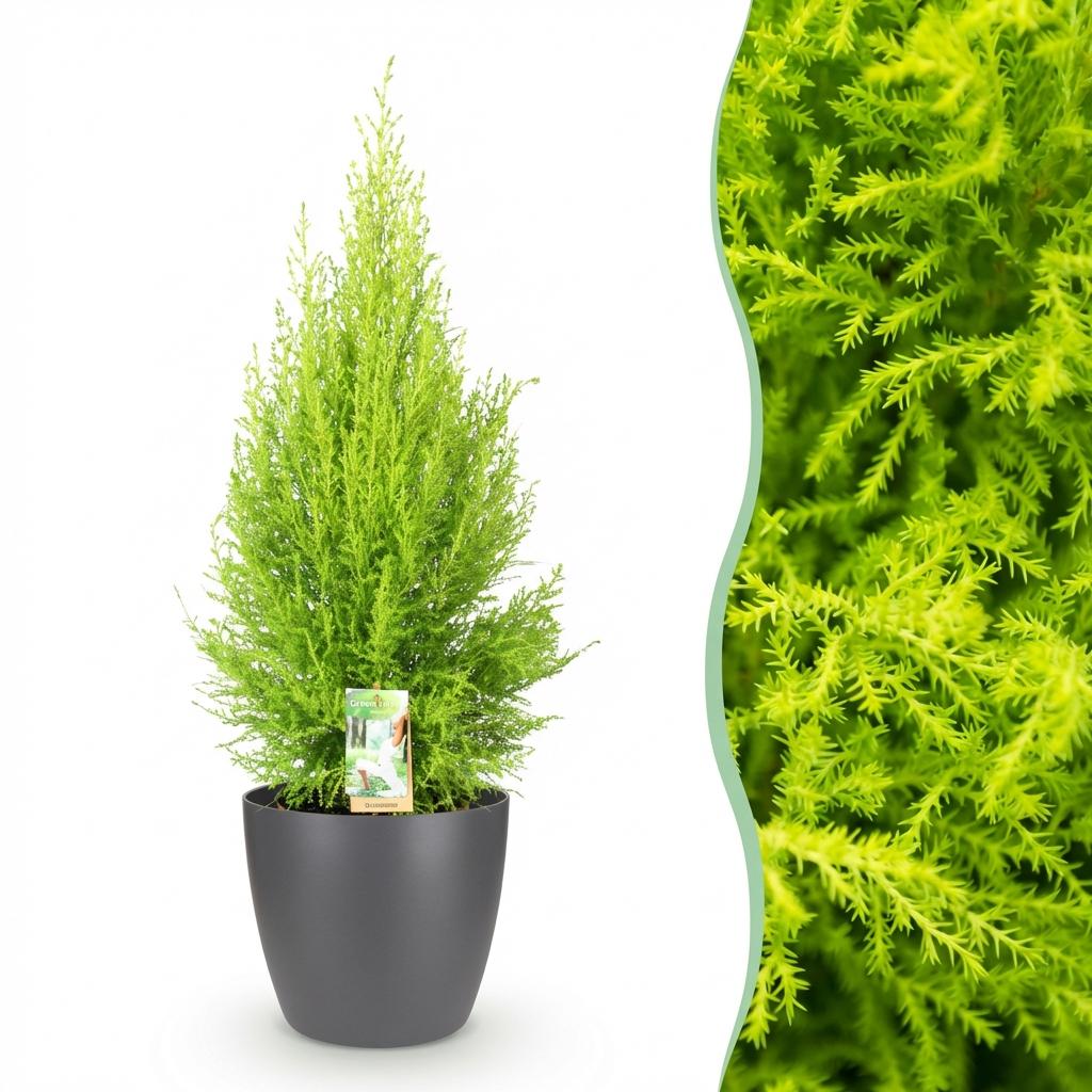 Zimmerpflanzen - Cupressus Gold Crest Wilma - Zimmerkonifere - Wenig Pflege - Grün - 1 Pflanze - mit Potter Grau - Topf 21cm - Höhe 85-95cm