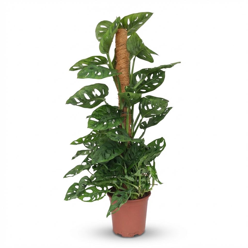 Zimmerpflanze - Monkey Mask - Monstera Andansonii Moosstab - Grün - Pflegeleicht - 1 Pflanze - Topf 19cm - Höhe 90cm